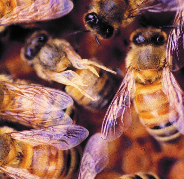 CATCH THE BUZZ – Scientists have shown that the drone can leave behind a virus that may infect the queen with the disease deformed wing virus. The Queen dies, the colony does too.