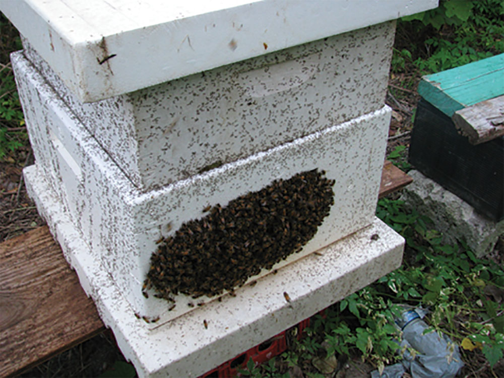 Bermuda: Bees or Bust