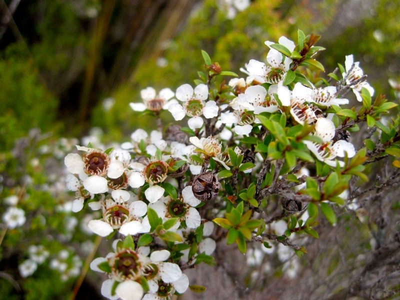 CATCH THE BUZZ – New Zealand’s  ‘manuka honey season that wasn’t’, but TRUE Manuka Finally identified.