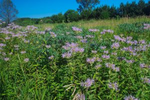 Do Pollinators Prefer Dense Flower Patches?