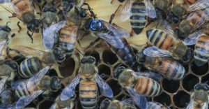 Honey Bee Kill by State of California