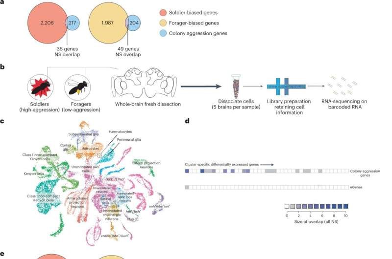 Honey Bee Aggression Genes