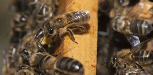 Australia’s Varroa Opportunity