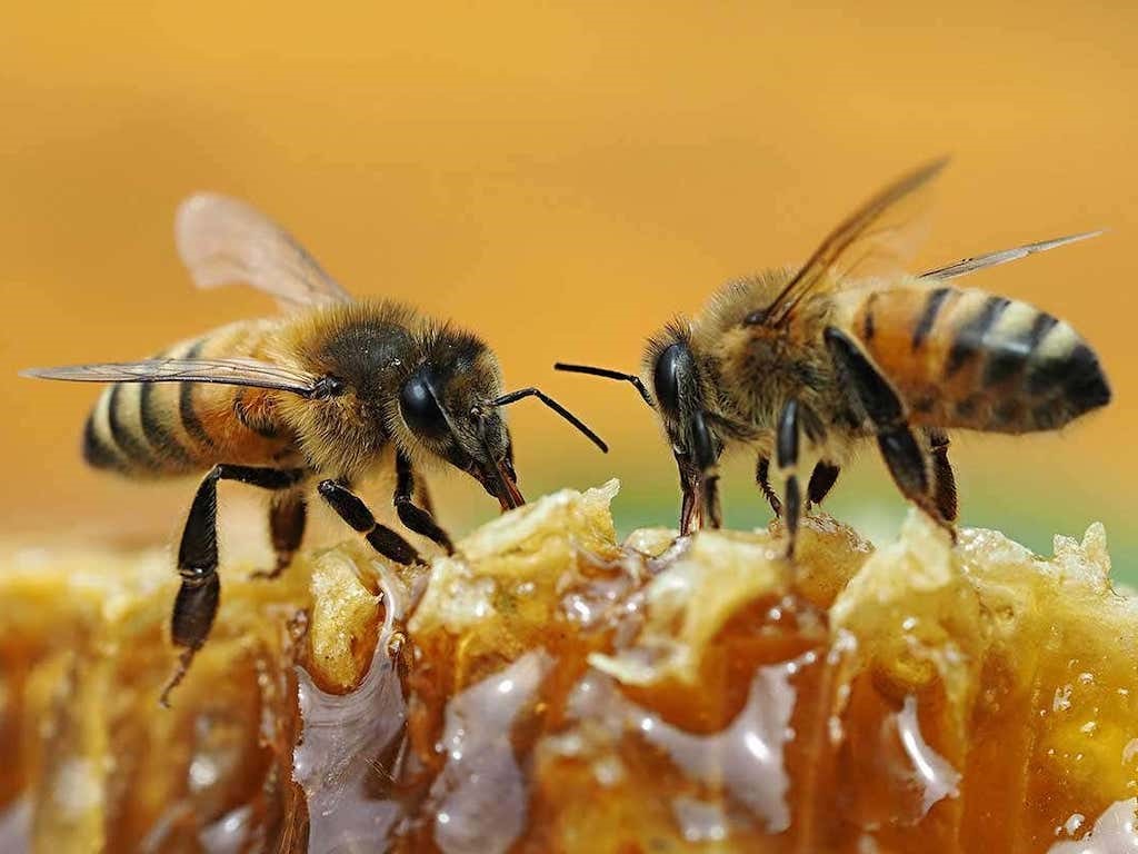 CATCH THE BUZZ-Why Vegans Avoid Honey