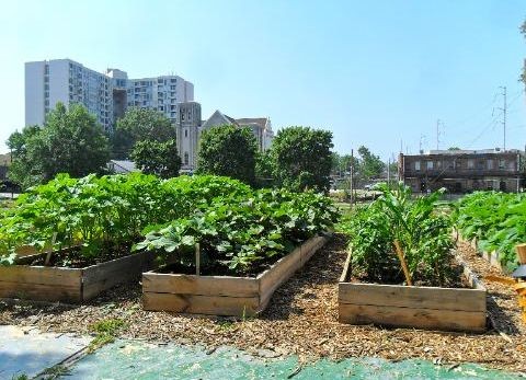 CATCH THE BUZZ – Urban Agriculture Worth $33 Billion Worldwide, And Could Be A Lot More.