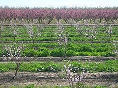 Almond Orchards and Sustainable Beekeeping