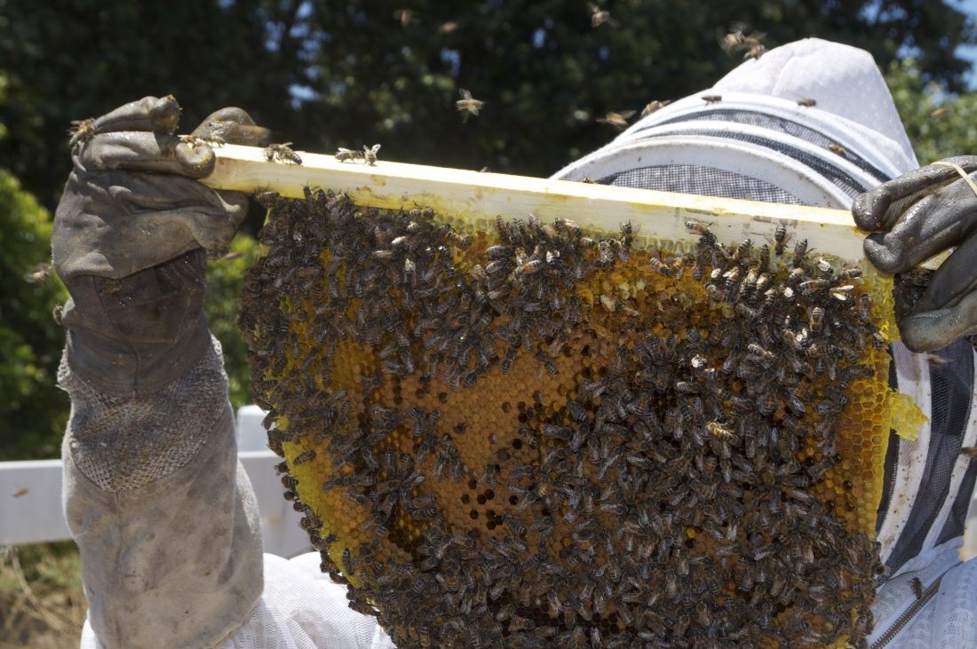 CATCH THE BUZZ – Honey Bees, Iowa’s State Insect?