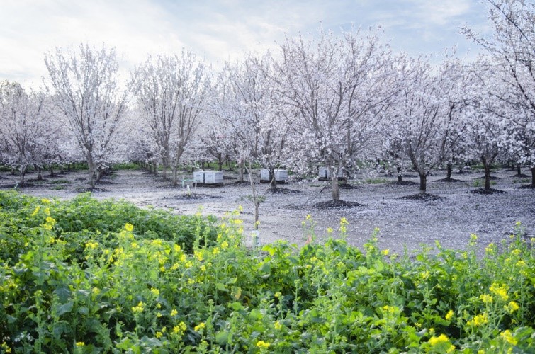 40,000 Acres of Blooming Cover Crops