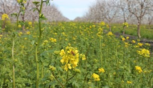 Soil Compacted? Look to Cover Crops