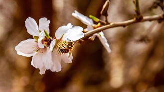 CATCH THE BUZZ- Pollination Levy on Beekeepers in Australia??