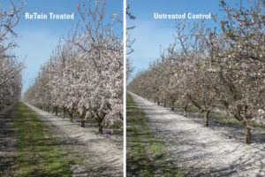 CATCH THE BUZZ – Tips to Maximize Almond Yield in a Wet Year. More Bees, and A Plant Growth Regulator.