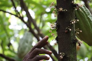 Chocolate Pollination