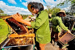 Beekeeping in Cuba