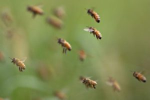 Bees Released During Black Homeowner Eviction