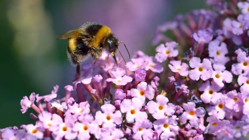 California Rules Bees are Fish