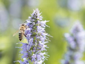 Managing Habitat for Flowering Plants Effects Bee Health