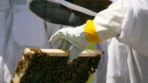 Jail Apiary Reentry Program