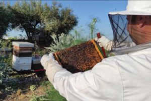 Oriental Hornets Destroy 70% of Colonies