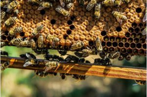 Asian Honey Bee Hornets