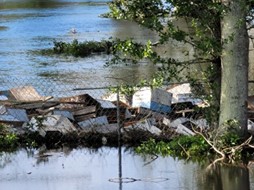 Florida Honey Bee Colonies Destroyed by Ian