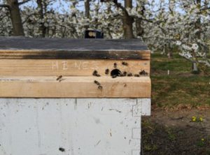 Honey Bee Incubator