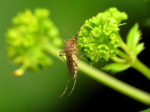 Honey Bee Virus in Mosquitoes