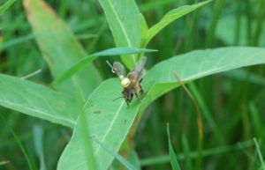 Honey Bee Navigation