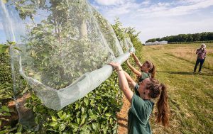 Netting’s Effect on Pollination