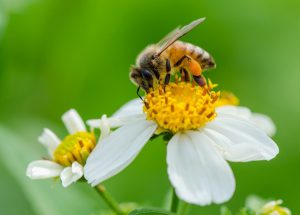 Pollen as a Nutrient Source