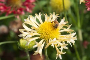 Ancestral Flower Power