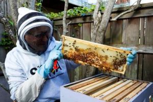 San Francisco Beekeeping