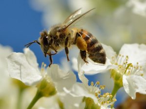 Serious About Saving Honey Bees