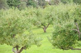 Orchards Short on Honey Bees